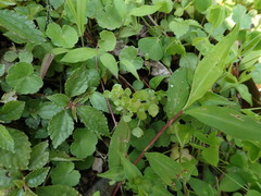 Pilea peploides major