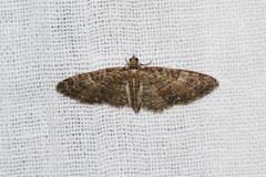 Eupithecia abbreviata