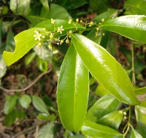 Celastrus hindsii (Celastrus hindsii)