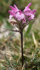Pedicularis rosea