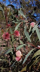 Hakea laurina
