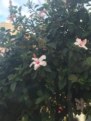 Hibiscus rosa-sinensis