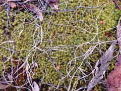 Leptodontium