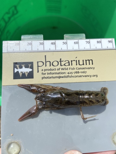 Calico Crayfish