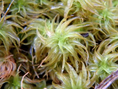 Leptodontium