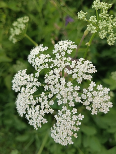 Goutweed