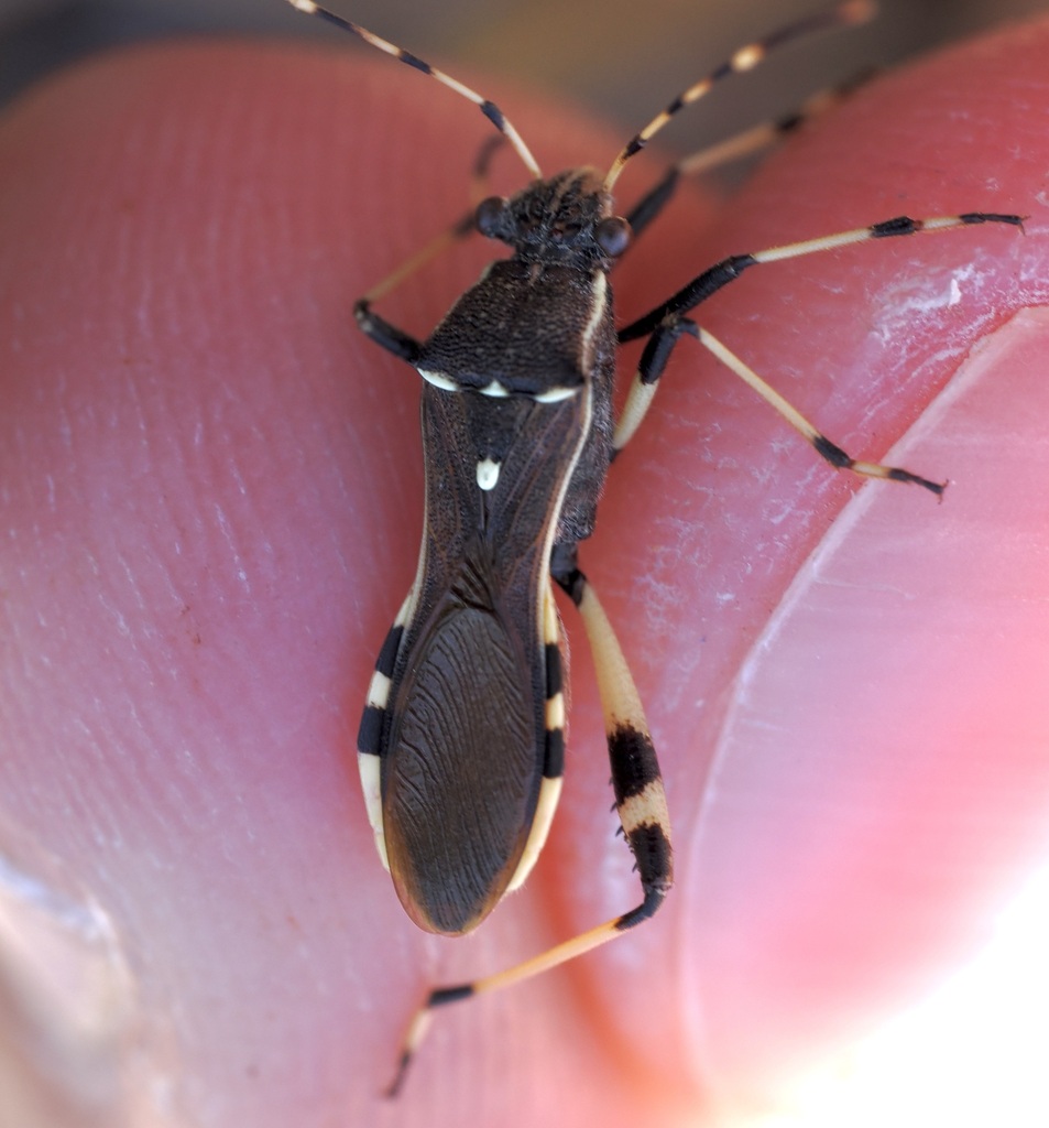 Camptopus bifasciatus
