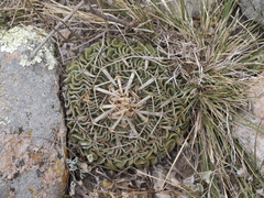 Echinofossulocactus dichroacanthus