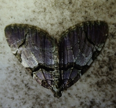Anticlea derivata