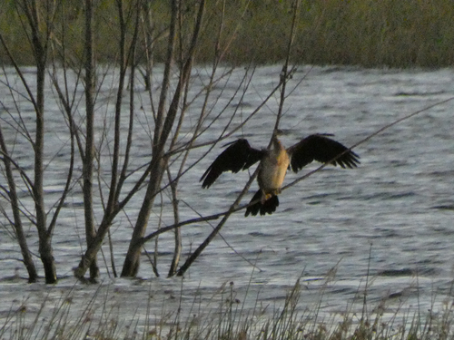 iNaturalist image