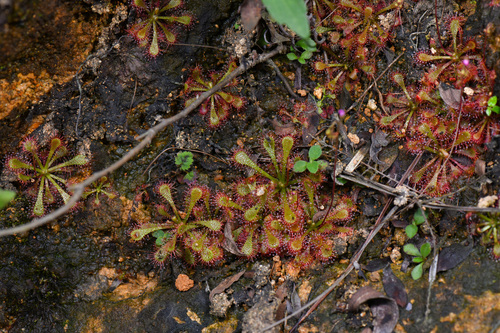 Rosy Sundew