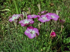 Dianthus pavonius