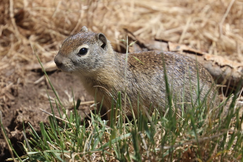 Belding's Ground Squirrel observed by zoltshmack