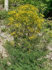 Ferulago galbanifera