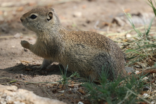 Belding's Ground Squirrel observed by zoltshmack