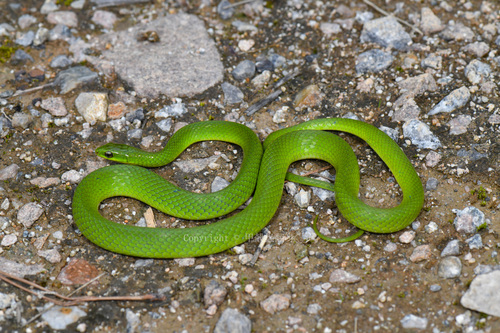 Chinese Green Snake