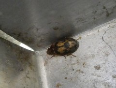 Philophlaeus luculentus