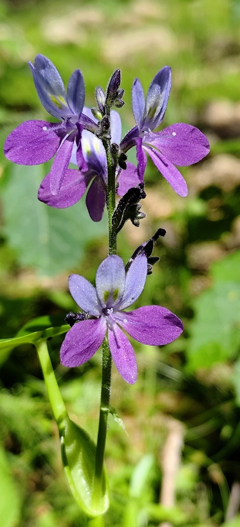 Pontederia paniculata