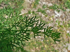 Ferulago galbanifera