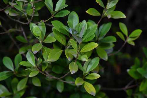 Oblong-leaved Litsea