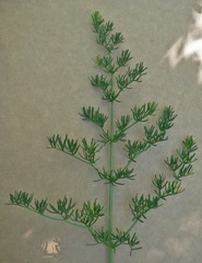 Ferulago galbanifera