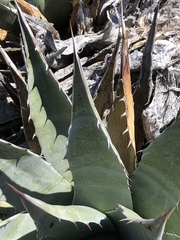 Agave simplex