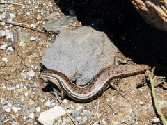 Heremites vittatus