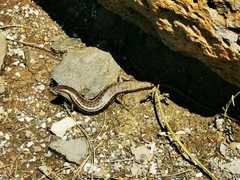 Heremites vittatus