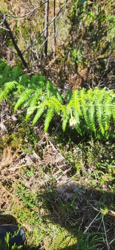 common bracken
