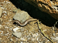 Heremites vittatus