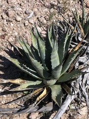 Agave simplex