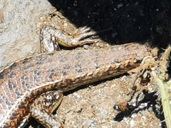 Heremites vittatus