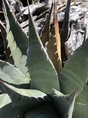 Agave simplex
