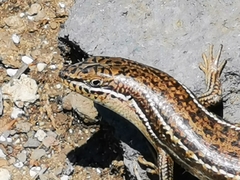 Heremites vittatus