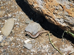 Heremites vittatus