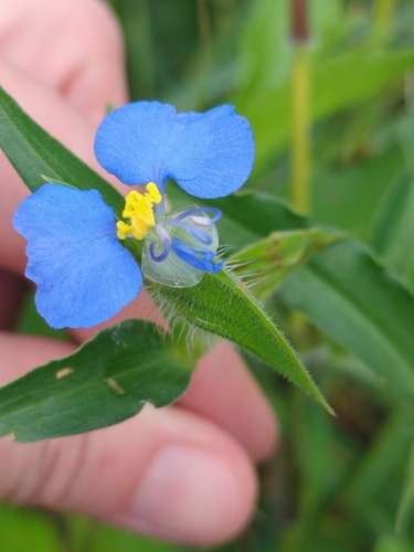 Commelina erecta