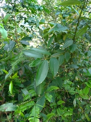 Cinnamomum austrosinense