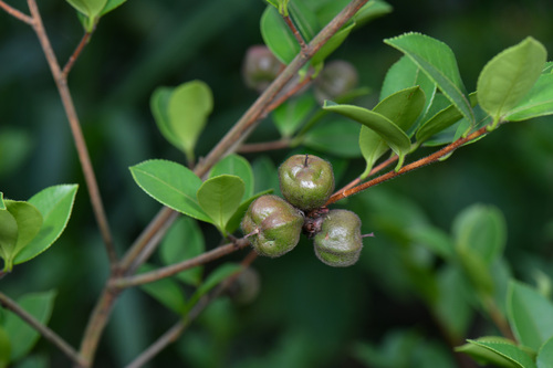 Tea-oil Camellia