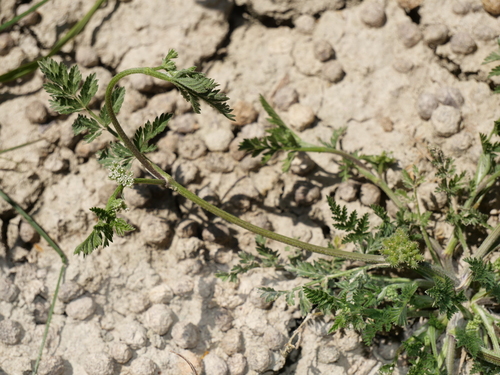 Knotted Hedgeparsley