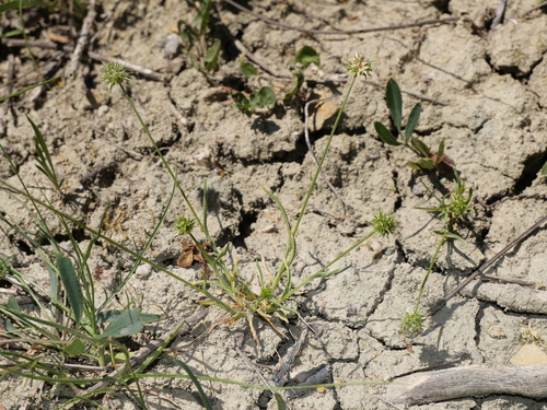 Hedgehog Grass