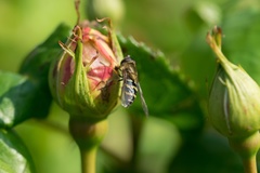 Syrphus ribesii