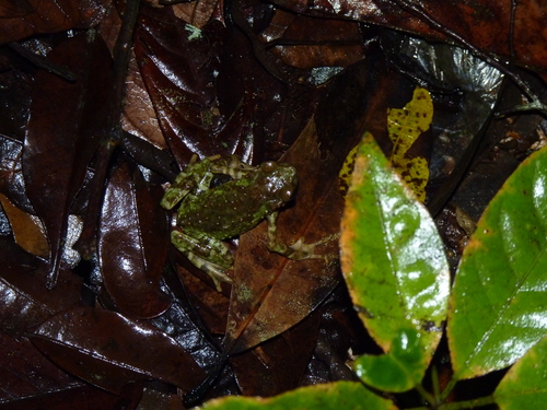 Brown Tree Toad, Rentapia hosii