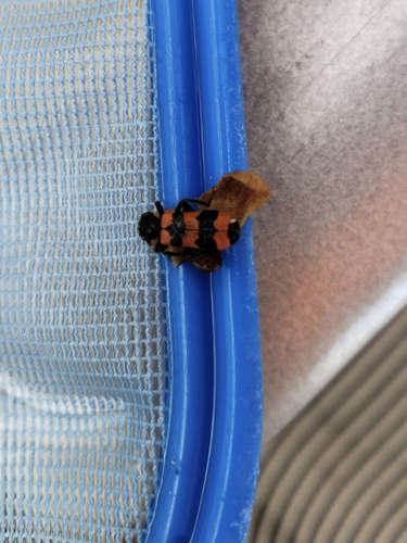 Bee-eating Beetle