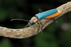 Themus explanaticollis