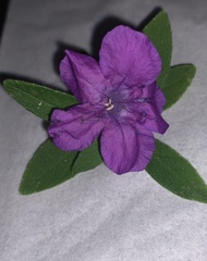 Ruellia squarrosa