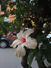 Hibiscus rosa-sinensis