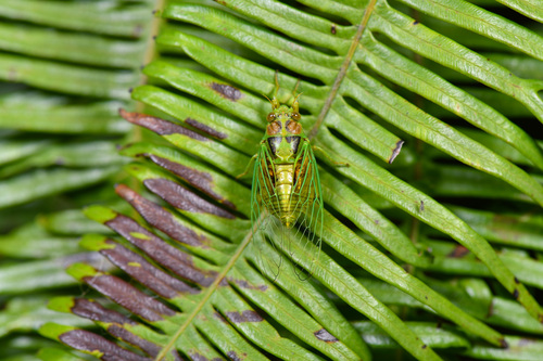 Grass Cicada