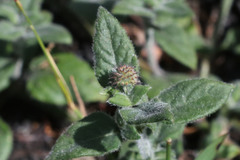 Opercularia hispida