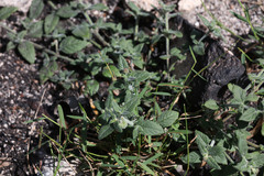 Opercularia hispida