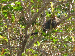 Urocolius indicus indicus